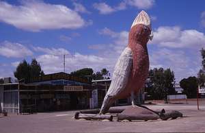 Big Galah at Kimba (SA)