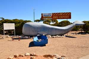 Eucla Whale