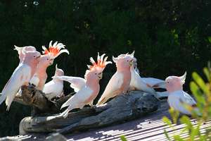 Eyre Bird Observatory, WA