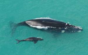 Whale watching at Head of the Bight