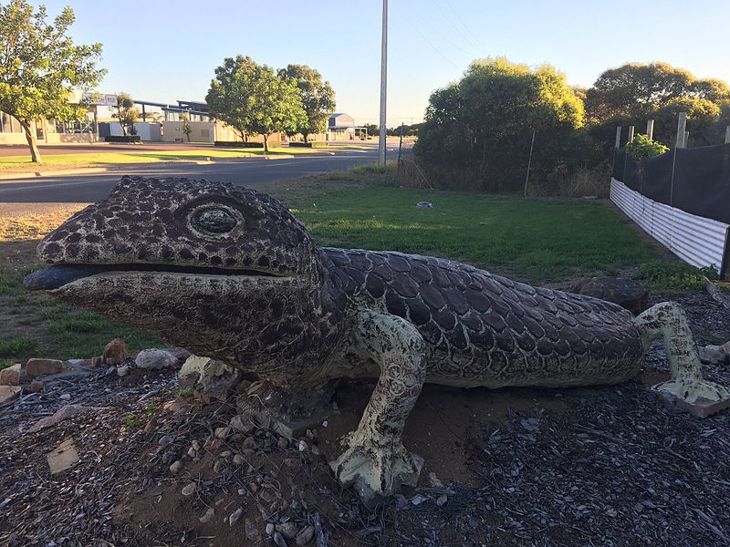 Big Bobtail Lizard at Port Lincoln